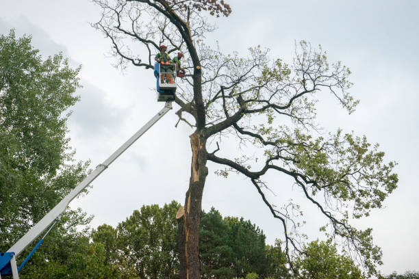 Professional Tree Removal Services in Farragut, TN