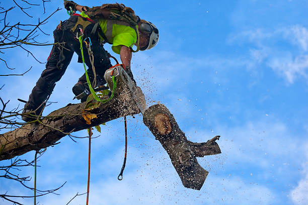 How Our Tree Care Process Works  in  Farragut, TN